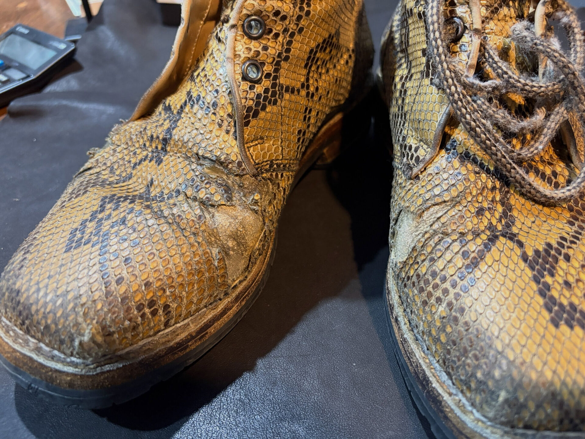 Lizard on the Python