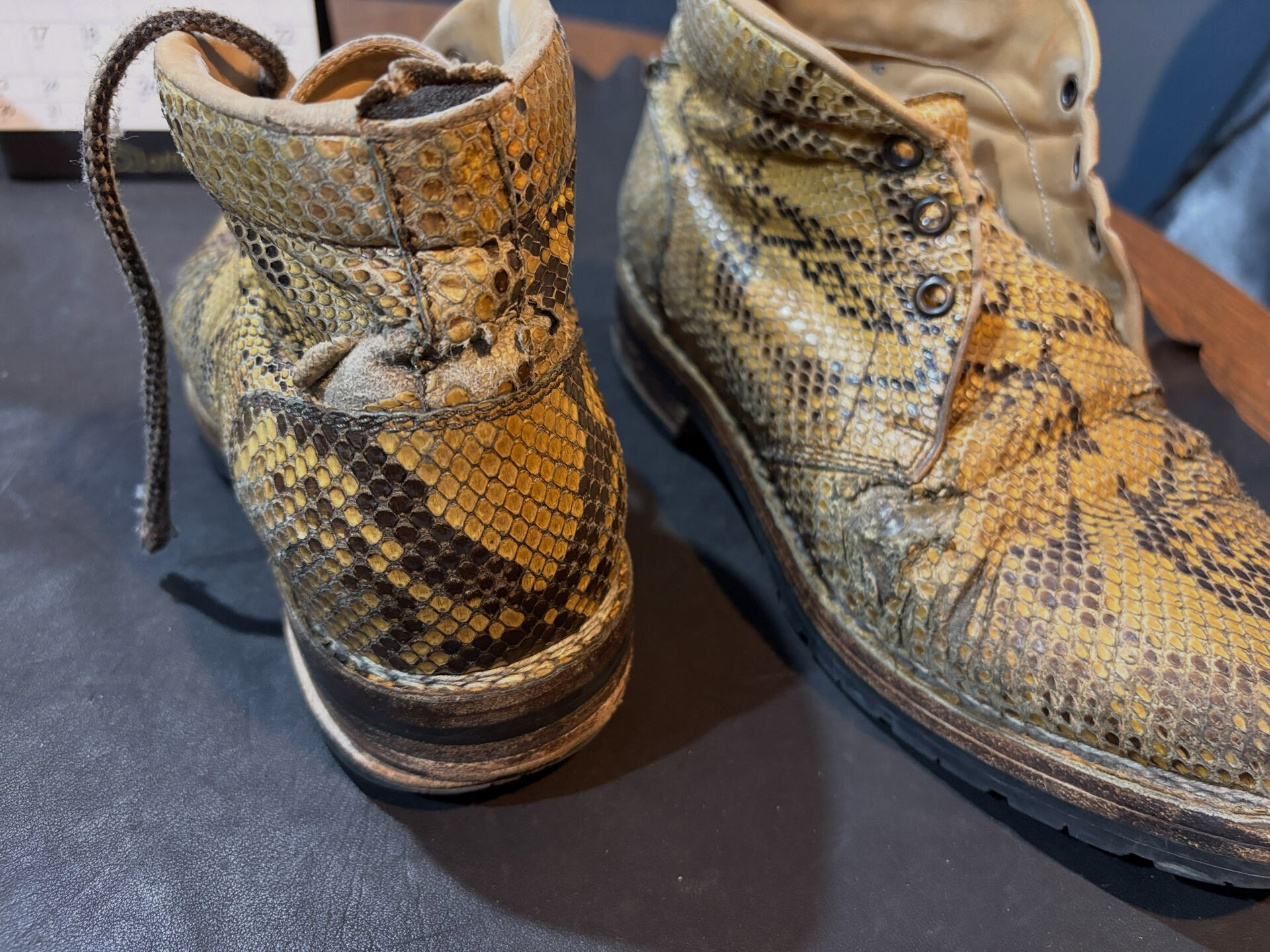 Lizard on the Python
