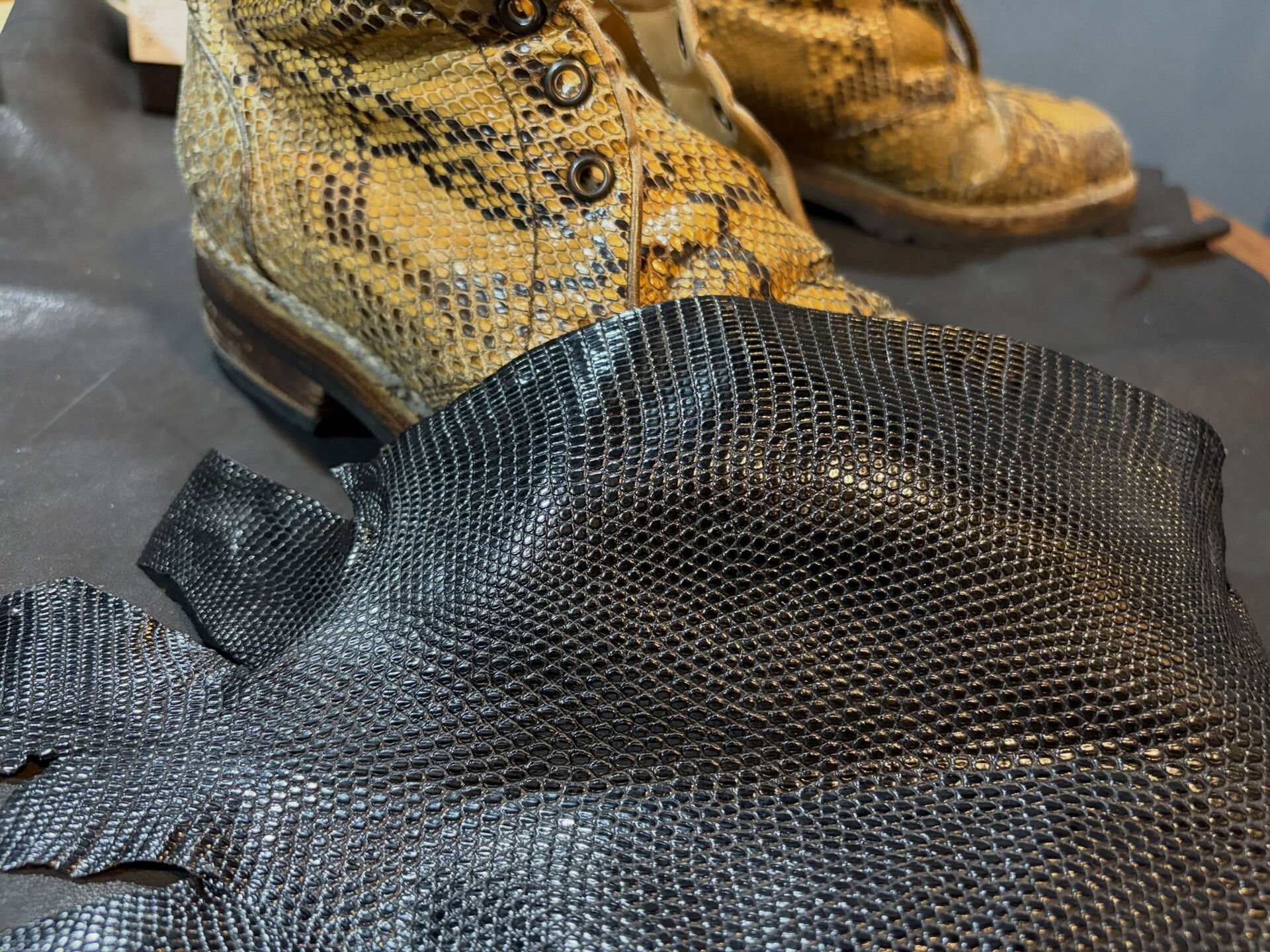 Lizard on the Python