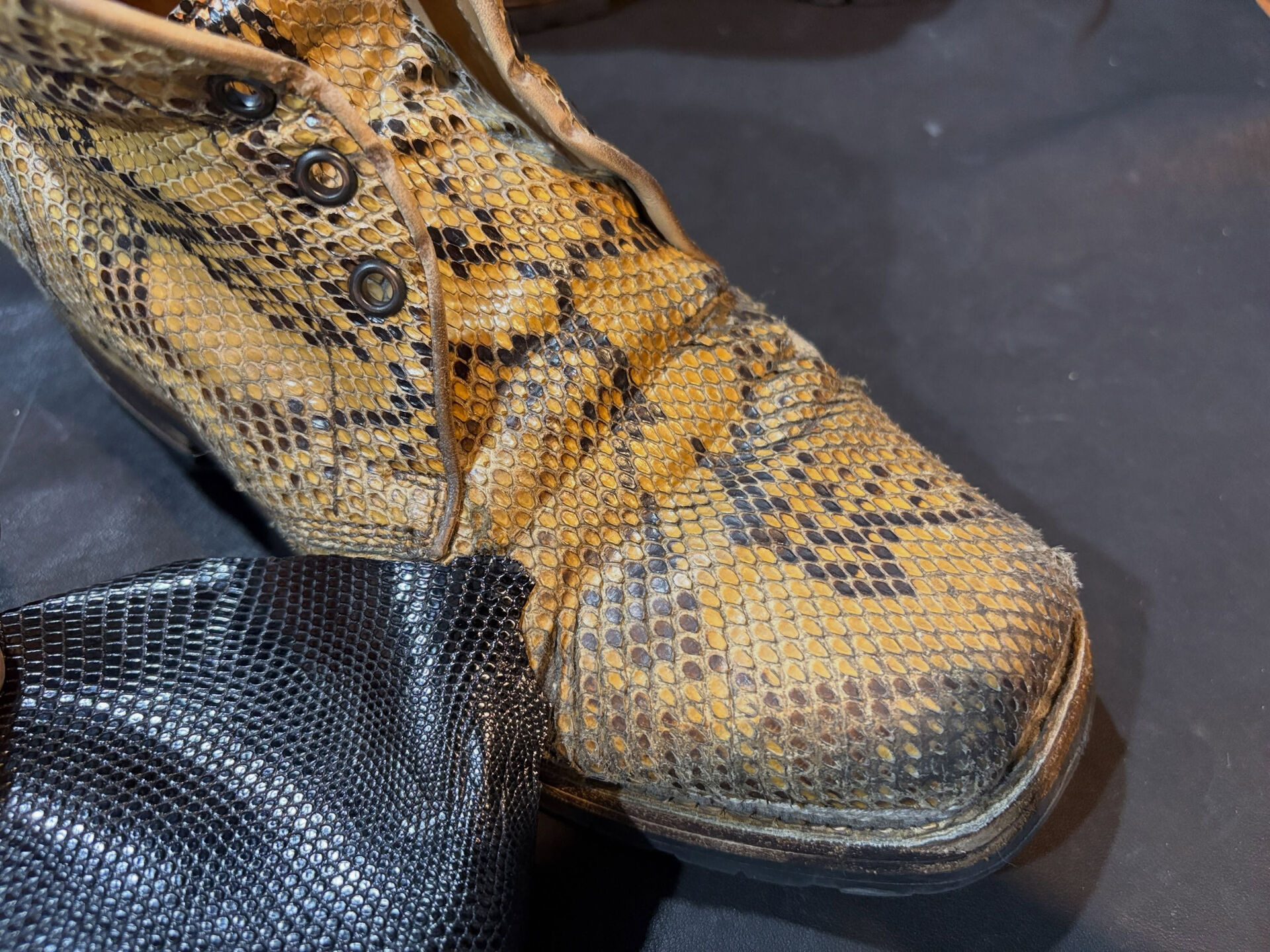 Lizard on the Python
